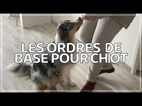 TEACHING YOUR PUPPY BASIC COMMANDS (sit, lie down and stand)