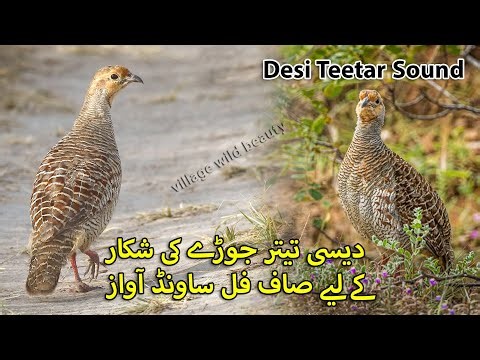 Desi Teetar Jody ki Awaz | Francolin Hunting Call in Jungle | Female Partridge Hunting Sound