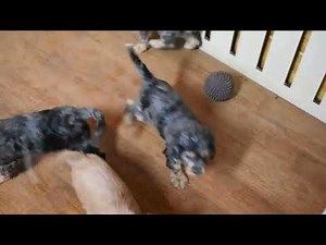 Cavapoo Puppies For Sale