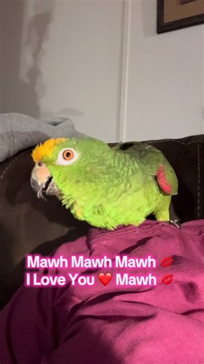 Sweet Ally 🦜#amazonparrots #amazonparrotsoftiktok #parrotsoftiktok #parrots #parrot @Keith Smith