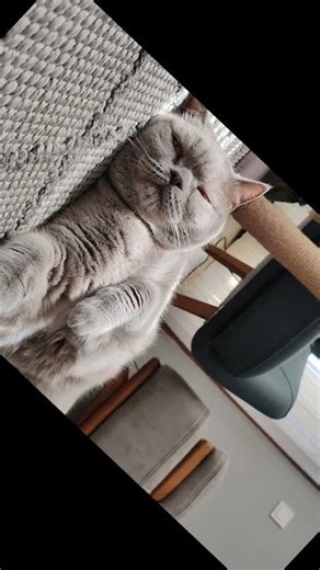 The ultimate cozy companion 🧸 #britishshorthair #cat #cute