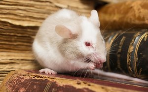 Can a Pet Mouse Live Alone? 4 Things to Consider - VIVO Pets