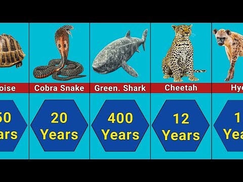 Animal Lifespan Comparison: 100 Famous Animals with the Shortest and Longest Lifespans