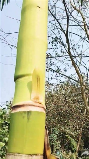 bettle nut tree flowers in school 😲