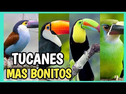 Tucanes más HERMOSOS del MUNDO 🤩 | Tipos de tucanes, CONOCELOS!!