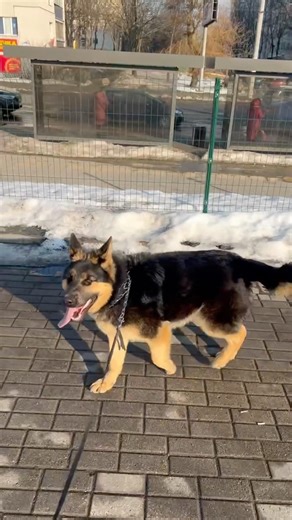 Linda is scared of the vet… but she has no idea we’re going there 😱 Watch the full story →