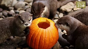 🎃GIVEAWAY ALERT🎃 👻Howl-O-Ween Extravaganza👻 Not one, but TWO chances to win Admission or 4 to our Howl-O-Ween Extravaganza! 1️⃣Tag a friend you'd like to bring to the event 2️⃣Like and share this post for another chance to win! *Participants are able to enter both portions of the contest an unlimited amount of times. Tag, like, and share to increase your odds of winning! Winner will be announced October 21st | Animal World & Snake Farm Zoo