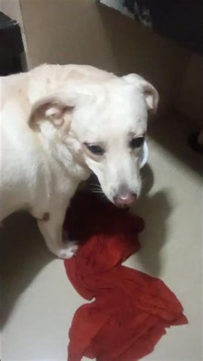 so cute lebra dog 🐕❤️