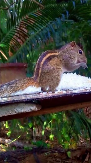 Hungry Chipmunk Enjoys Fresh Rice Feast in the Jungle | Wildlife Eating Show - Short