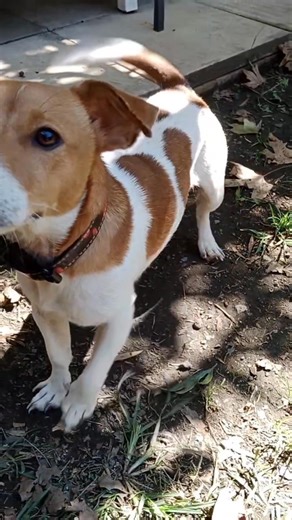 Happy Adoption Day to little Max, who wasn't yet listed as he was a little timid and unsure, but he met his people today and off he went for a new life!! "MAX"- ADOPTED!! Alison NSW April 25 Rehoming no R251000050 *NOT FOR INTERSTATE ADOPTION (unless willing to meet him at our shelter) Max is a smooth coat smaller build, tan and white JRT aged 1 year. He has come to us as he was too much for the older female dog in the family. A little wary at first Max warms to gentle kindness, he knows to sit 