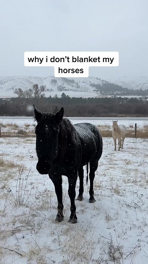 24/7 Access to Hay for Healthy Horses in Winter
