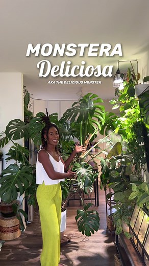 Ultimate Guide to Monstera Deliciosa Care: Tips for Thriving Plants
