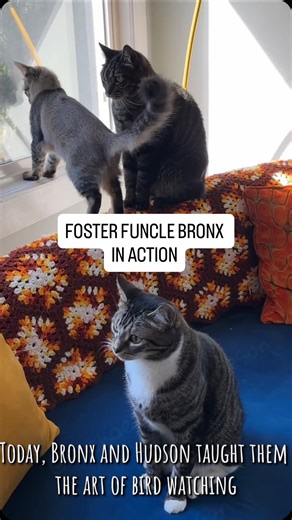 Rachael Rae Robertson | Bronx is taking his role as foster funcle very seriously! | Instagram
