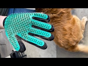 DELOMO Pet Hair Remover Gloves Amazon Review