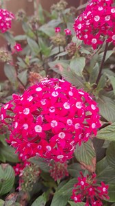 Pentas Lanceolata Seeds | 50 Star Flower Seed | Butterfly Garden Blooms | Colorful Ornamental Flower - Etsy Canada