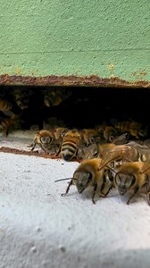 Guarding bees play a critical role in the defense and security of a honeybee colony. These bees are typically worker bees that are stationed at the entrance of the hive. Their primary responsibilities include:1. **Identifying Intruders:** Guarding bees inspect each incoming bee. They use their antennae to detect chemical signals (pheromones) that help them identify members of their own colony. If a bee from another hive attempts to enter, the guard bees will recognize it as an outsider.2. **Defe