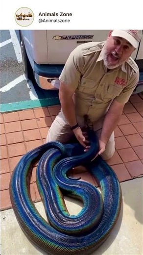 A rare and fascinating moment—this stunning blue snake shows both beauty and powe