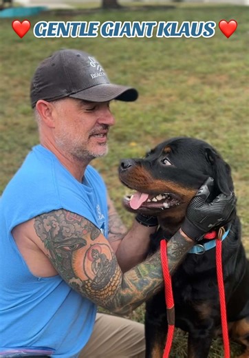 Meet Klaus, our gentle giant with a heart of gold 🐾💙 He may look tough, but underneath that strong exterior is a loyal, goofy, food-loving pup who’s ready to be someone’s best friend. Klaus is smart, affectionate, and always keeps life interesting—whether he’s people-watching with quiet curiosity or adding a little mischief to your day. ✨ Adult-only home preferred ✨ No other dogs or small kids ✨ Medium energy, active lifestyle Klaus is more than a pet—he’s a protector, a companion, and a famil