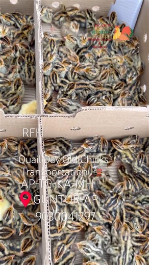 Quail Day Old Chicks Sales 9030041297 #quailchicks #quailfarming