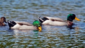 Poor turn-out for start of duck hunting season in Victoria