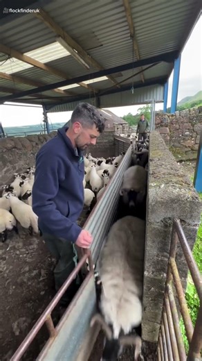 This small Sheep Tried to Switch Lines 😲 #shortvideo