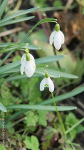 White snowdrop or Galanthus nivalis flowers. Common snowdrops in bloom in a garden in late winter early spring. Stock Video