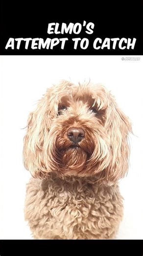 275/365 Can he catch it? Cockapoo in Action #cockapoo