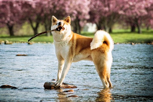 Akita for Sale | Puppies | Pawrade.com