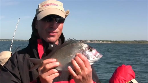 Tips on bottom drifting for fluke, black sea bass, scup/porgie with the Viper Spoons