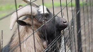 Person Feeding American Pygmy Goats In A Cage Of A Zoo Park. Close-up Shot