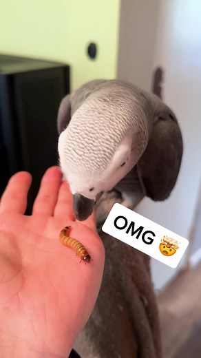 First time Apollo’s used “bug” in context #talkingparrot #smartbird #amazinganimals #perfectlycutscreams #worm #learning