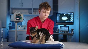 Medical procedure of measuring temperature of Yorkshire terrier in vet clinic using rectal digital thermometer. Young male vet conducts medical examination. High quality 4k footage