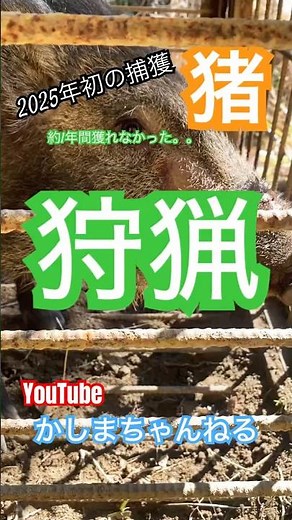 【狩猟】2025年の初のイノシシが捕れました！編集が終わり次第動画投稿しますのでお楽しみに！！#狩猟#ショート #イノシシ#猪#かしまちゃんねる#若者