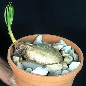 The easy way to make a coconut bonsai at home #gardening #gardeninspiration #gardendesign #flowers #highlights #highlightseveryonefollowers2025 #homedecor Title: Juego Peligroso Artist: Kolektivo Link: https://business.facebook.com/sound/collection/?sound_collection_tab=sound_tracks&asset_id=2252393125077559&reference=artist_attr | Rana Craft