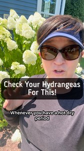 Hydrangeas are a medium moisture plant. They do not like dry soil. During hot dry periods, you need to check your medium moisture plants, and if they are showing signs of water stress, like drooping leaves, or burned up edges, you’ll need to give supplemental watering to these plants. Some other medium moisture plants are Ninebark, dogwood, serviceberry, viburnum and Winterberry. I can’t always respond to comments so for those of you that are experienced gardeners, please jump in and help as muc