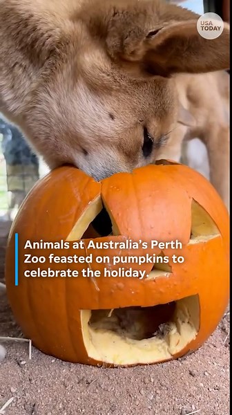 Zoo animals feast on pumpkins for Halloween