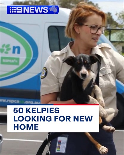 Fifty kelpies are looking for their fur-ever home after being surrendered to the RSPCA from a single property. The dogs have undergone full vet checks and have been placed into foster care, where they will stay until they find a permanent owner. It comes as the RSPCA launches its Guardian Angel Christmas Appeal, which is calling for donations to help rehome and care for animals. | 9 News Adelaide