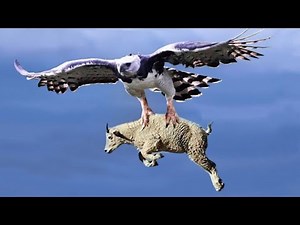 #eagleattackscompilation [Best Eagle Attacks Compilation]