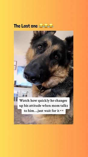 My dog is so bipolar sometimes 🤣🤣🤣🤦🤦 | Animal Ark