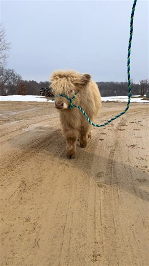baby otis got his runway walk #foryou #viral #highlandcow #animallover #petsoftiktok #adorableanimals #cutenessoverload #countrylife #minicow #grasspuppy