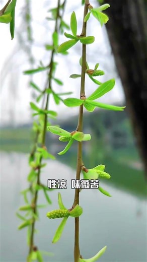 Willow buds #wild vegetables