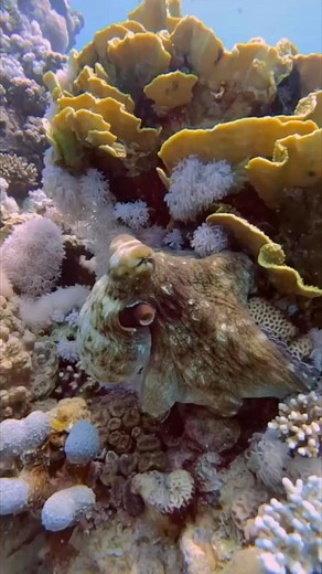 7.8K views · 296 reactions | Happy World Octopus Day! This was one of...