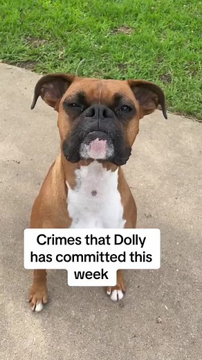 730K views · 13K reactions | 藍藍 . . . via: sookieanddollytheboxer . . . . . . #boxerdog #boxerlove #boxerlover #boxer #doglover #dog #dogs #boxerpuppy #boxergram #boxersofinstagram #boxerdogs #boxerworld #boxerlife #boxeraddict #boxernation #boxerpuppies #boxerdog #boxerpup #boxerdogfans #boxermom #boxersofig #boxerdoglovers #boxerbreed #boxerdog_ig #boxerpitmix #boxerdog | Boxer Lovers | Facebook