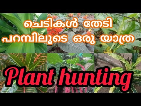Plants hunting malayalam video | പറമ്പിലെ സുന്ദരികൾ‪@saigoosvission2803‬