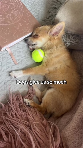 Pause with Paws 🐾 Did you know that interacting with dogs can promote mindfulness? When we focus on a dog's needs—such as petting, grooming, or playing—we become more present in the moment. This mindfulness can help reduce stress and improve emotional regulation. #DogAssistedWellbeing #dogtherapy #puppytherapy