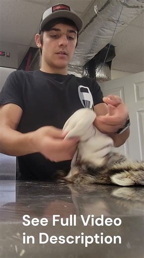 Tanning a Fox Hide — From Pickle to Soft #taxidermy #trapping #pelt