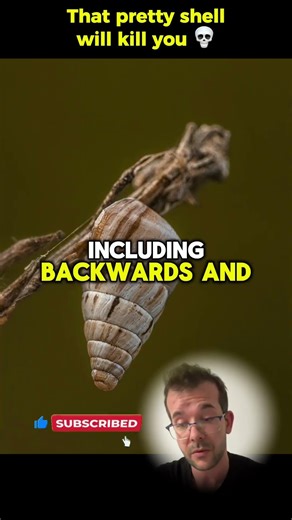 The Beautiful Shell That Has No Antivenom 🐚 #shorts