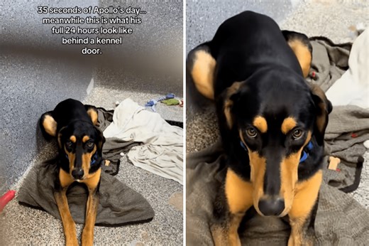 Tears As ‘Perfect Dog’ Shows Signs of Shutting Down After Months in Shelter