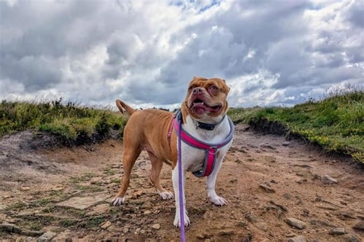 30 dogs in need of loving homes at Bleakholt Animal Sanctuary
