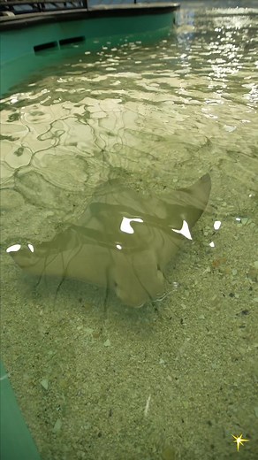 Stingray Swimming Gracefully in Indoor Tank